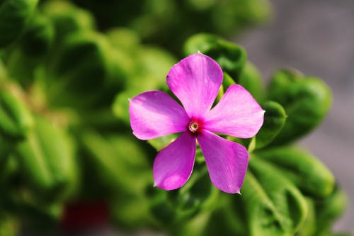 粉色花瓣花 · 免费素材图片