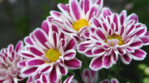 紫色和白色的花朵 · 免费素材图片