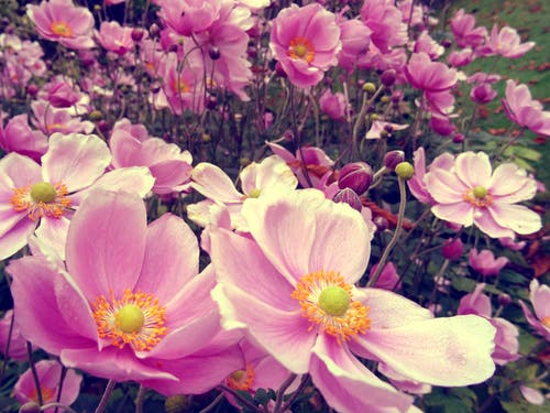 粉红色的花瓣花园的特写照片 · 免费素材图片