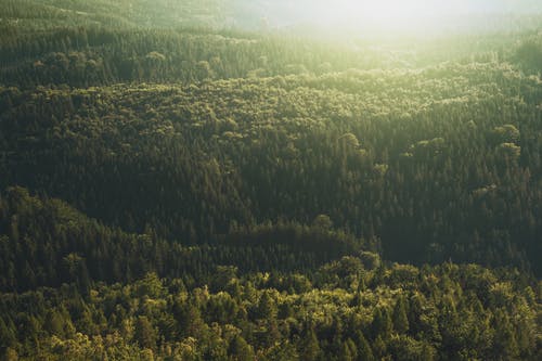 顶视图摄影的绿色森林 · 免费素材图片