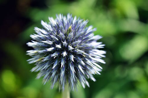 蓝花植物 · 免费素材图片