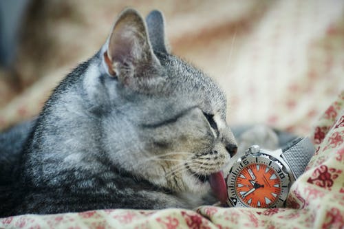 灰色和黑色的虎斑猫舔灰色手表 · 免费素材图片