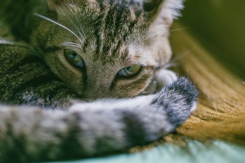 银虎斑猫的特写照片 · 免费素材图片