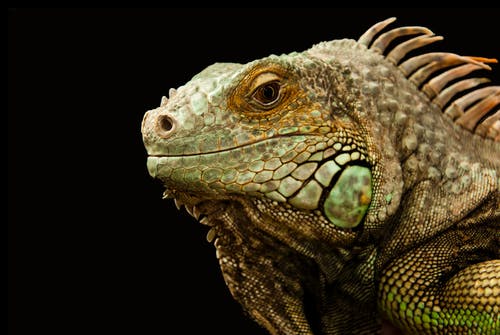 棕色和绿色的蜥蜴 · 免费素材图片