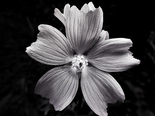 白花的灰度照片 · 免费素材图片