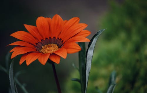 橙色花瓣花园 · 免费素材图片