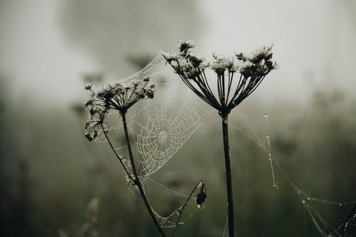 白花的特写照片 · 免费素材图片