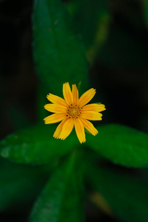 黄色的花朵微距摄影 · 免费素材图片