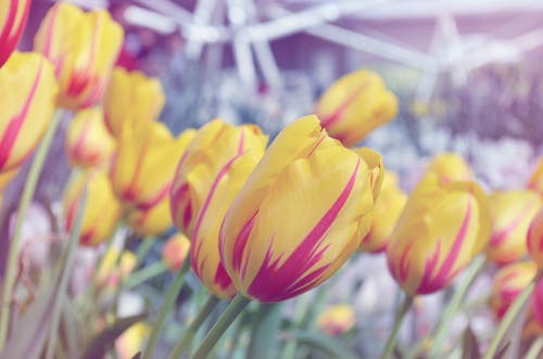 黄色和粉红色的花瓣花 · 免费素材图片
