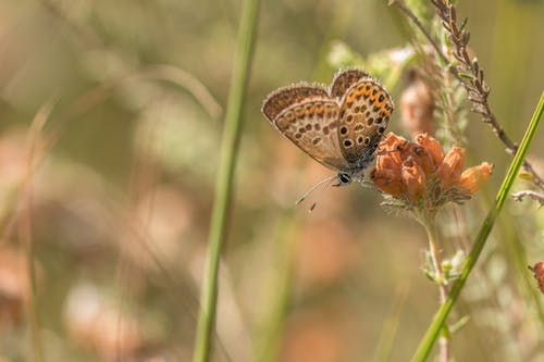 棕色蝴蝶在花上 · 免费素材图片