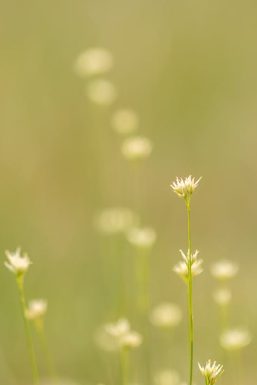 选择性聚焦摄影中的白色花瓣花 · 免费素材图片