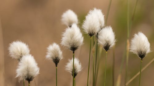 白花浅焦点摄影 · 免费素材图片