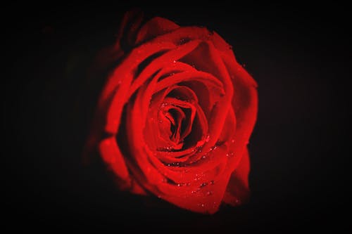 红玫瑰花朵壁纸 · 免费素材图片