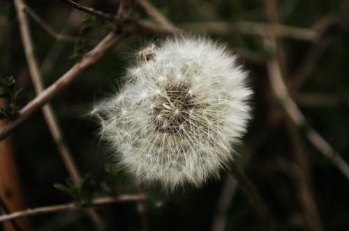 近摄白色蒲公英 · 免费素材图片