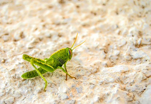 白色表面上的绿色蚱hopper · 免费素材图片