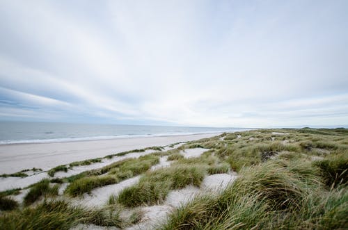 白沙岸海滩上的绿色芦苇 · 免费素材图片
