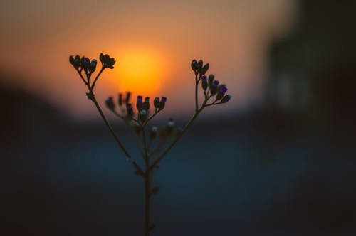 日出时的花开 · 免费素材图片