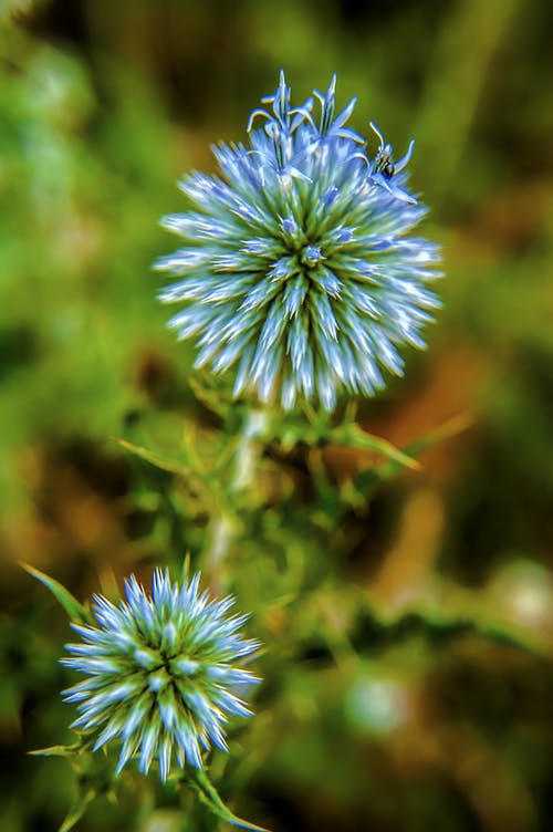 紫色和绿色的花瓣花 · 免费素材图片