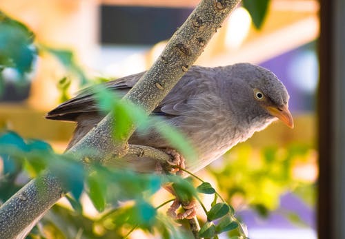 灰鸟栖息在树枝上 · 免费素材图片