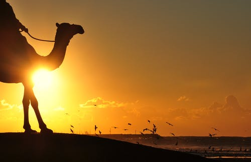 人骑骆驼监督橙色日落和鸟群的剪影摄影 · 免费素材图片