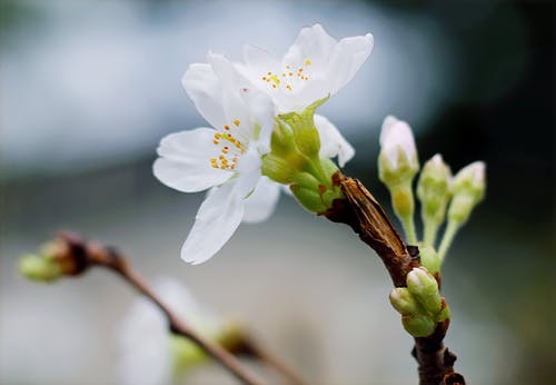 白色簇花的选择性焦点 · 免费素材图片