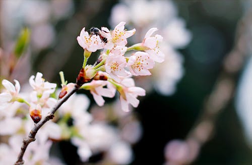 白色樱花的选择性聚焦摄影 · 免费素材图片