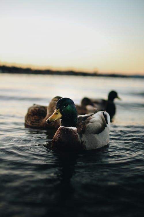 野鸭在水体上的景深摄影 · 免费素材图片