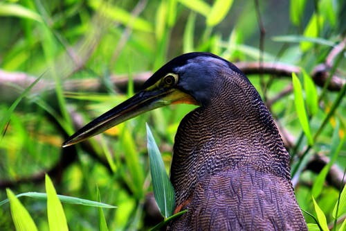 蓝色和黑色的鸟，在草地上 · 免费素材图片