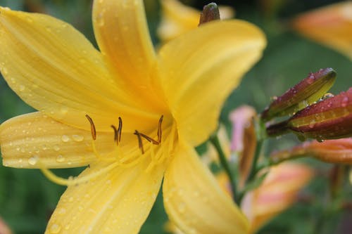 黄色花瓣花 · 免费素材图片