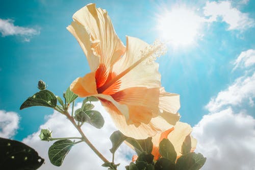 阳光下的黄色芙蓉花摄影 · 免费素材图片