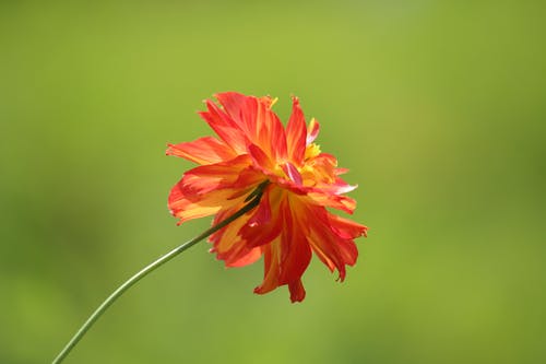 红色和黄色的花朵的倾斜移位摄影 · 免费素材图片