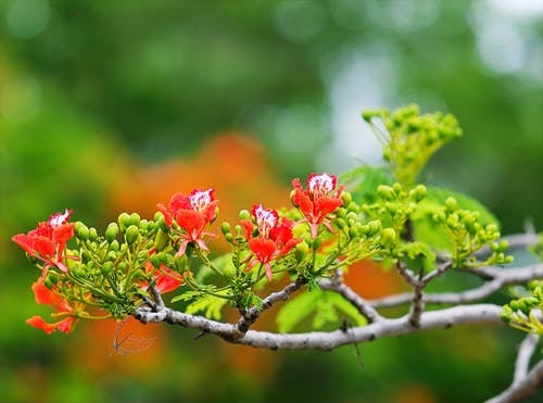 树摄影中的红色花朵 · 免费素材图片