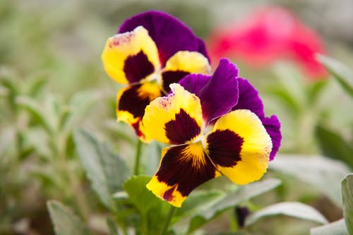 黄色和紫色的花瓣花的选择性聚焦摄影 · 免费素材图片