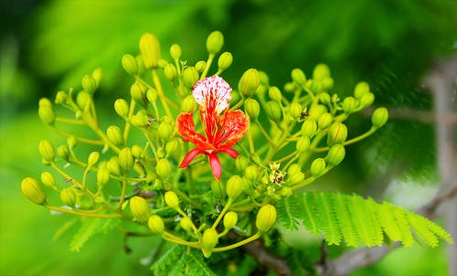 红色花瓣植物的精选摄影 · 免费素材图片