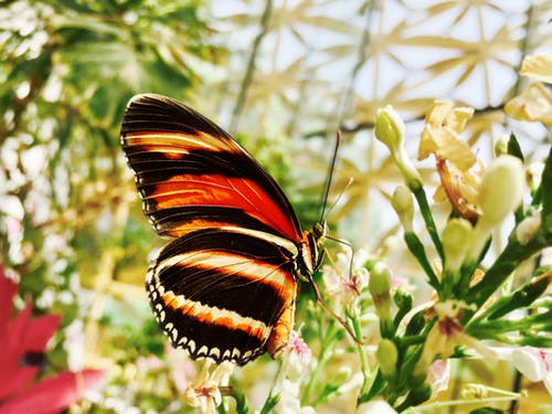 黑色和黄色蝴蝶的选择性焦点照片 · 免费素材图片