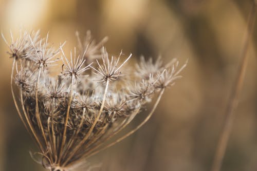 白骨花浅焦点摄影 · 免费素材图片