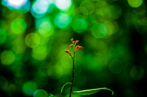 橙花瓣花的选择性聚焦摄影 · 免费素材图片