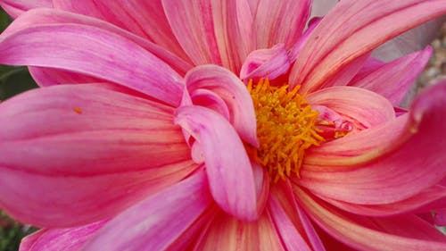 粉色大丽花花的微距摄影 · 免费素材图片