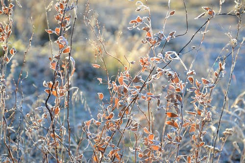 浅棕色和白色的花焦点 · 免费素材图片