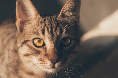 一只猫的肖像 · 免费素材图片