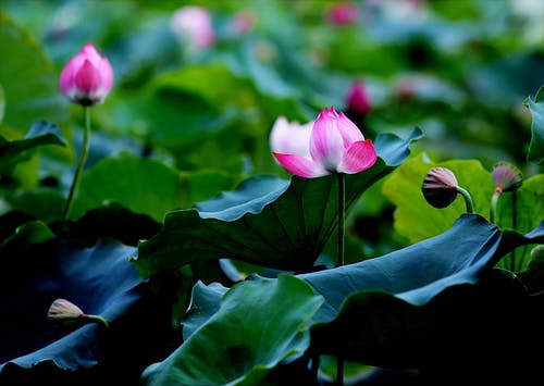 粉色和白色的花瓣花的选择性焦点照片 · 免费素材图片