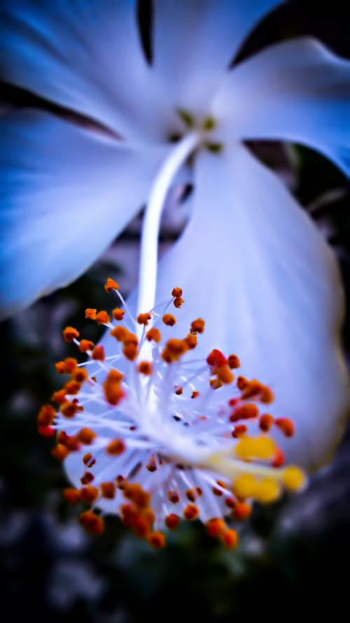 白芙蓉花在微距拍摄摄影 · 免费素材图片