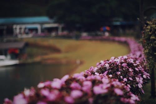 粉红色的花朵的微距摄影 · 免费素材图片