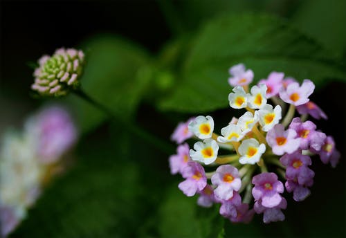 紫色和白色簇花的特写摄影 · 免费素材图片