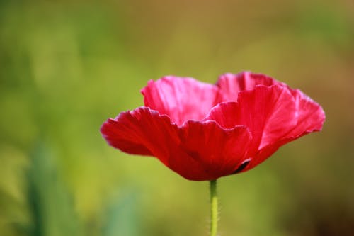 红花瓣花 · 免费素材图片
