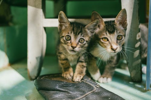 两只棕色的虎斑小猫 · 免费素材图片