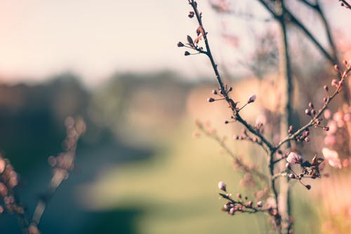 粉色花的选择性聚焦摄影 · 免费素材图片