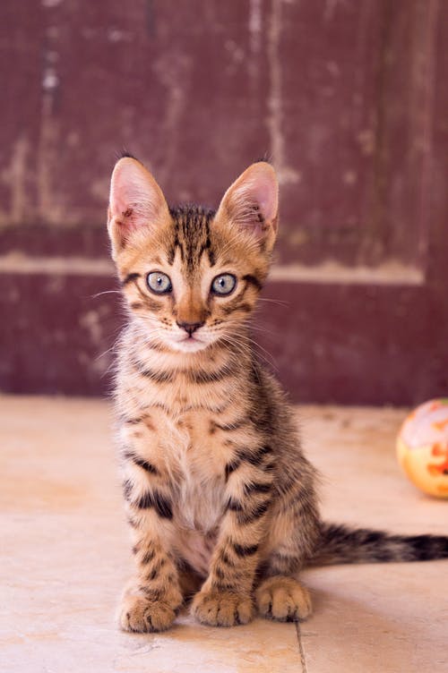 龙李小猫摄影的特写 · 免费素材图片