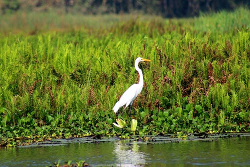 春河附近的白鸟 · 免费素材图片