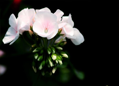 白花瓣花选择性聚焦摄影 · 免费素材图片